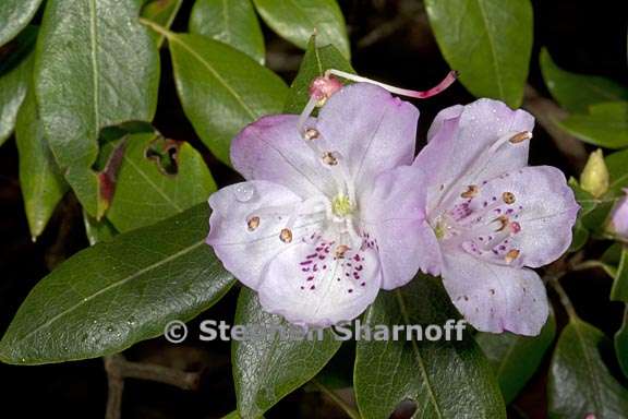 rhododendron ovatum subsection azaleastrum 3 graphic